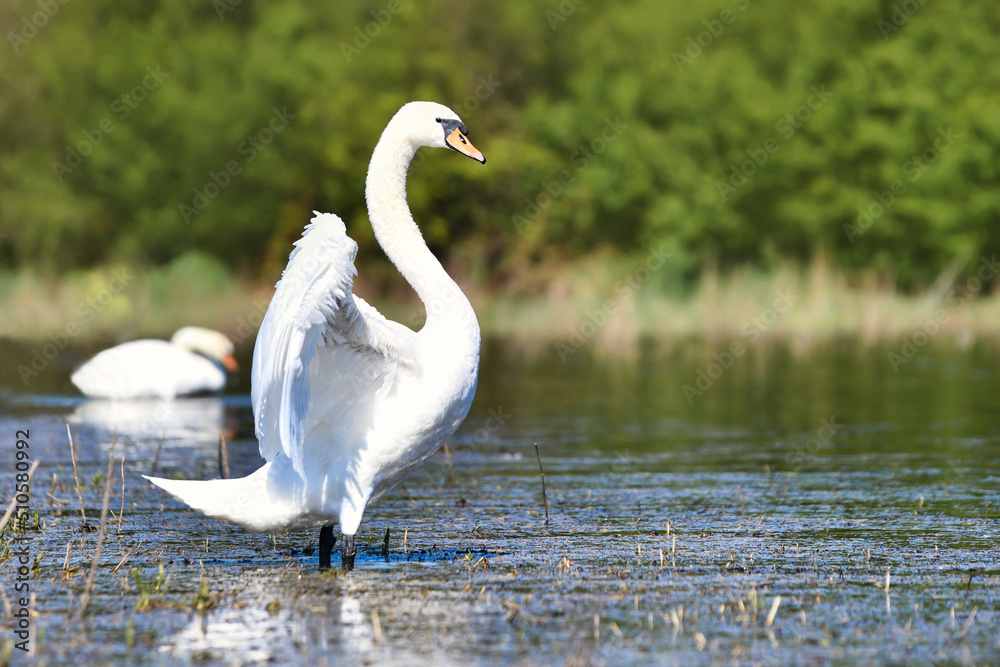 White swan bird flapping wings in lake White swan bird flapping wings in lake