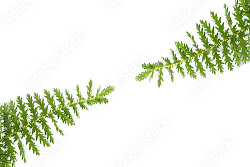 green leaves isolated on white background 