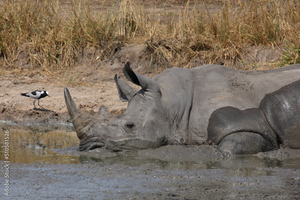 Fototapeta premium Breitmaulnashorn und Waffenkiebitz / Square-lipped rhinoceros and Blacksmith lapwing or Blacksmith plover / Ceratotherium simum et Vanellus armatus