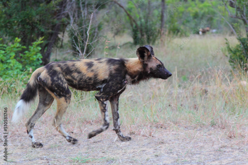 Afrikanischer Wildhund / African wild dog / Lycaon pictus. Afrikanischer Wildhund / African wild dog / Lycaon pictus.