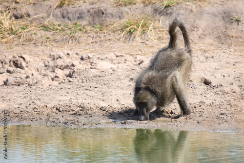 Bärenpavian / Chacma baboon / Papio ursinus..