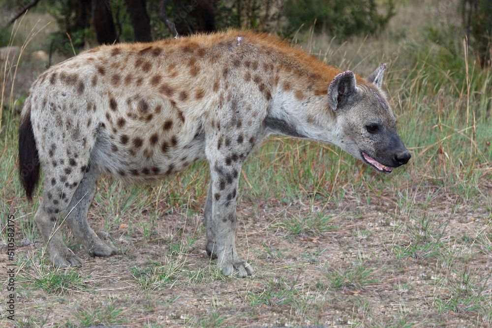 Tüpfelhyäne / Spotted hyaena / Crocuta crocuta Tüpfelhyäne / Spotted hyaena / Crocuta crocuta