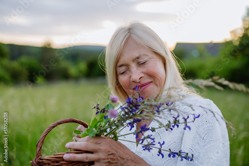 Senior woman wih basket in meadow in summer collecting herbs and flowers, natural medicine concept.