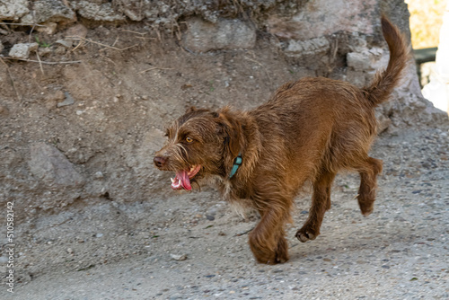 Perro corre en movimiento de raza griffon korthal  photo
