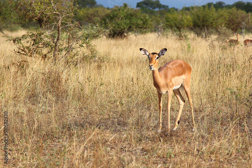 Schwarzfersenantilope / Impala / Aepyceros melampus