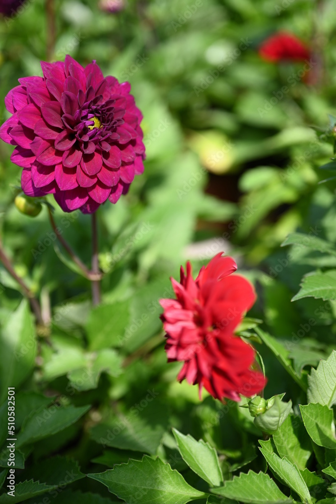 Fototapeta premium The dahlia (Dahlia), is a genus of flowering plants in the sunflower family (Asteraceae)