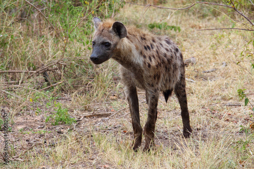 Tüpfelhyäne / Spotted hyaena / Crocuta crocuta..