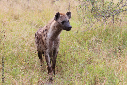 Tüpfelhyäne / Spotted hyaena / Crocuta crocuta