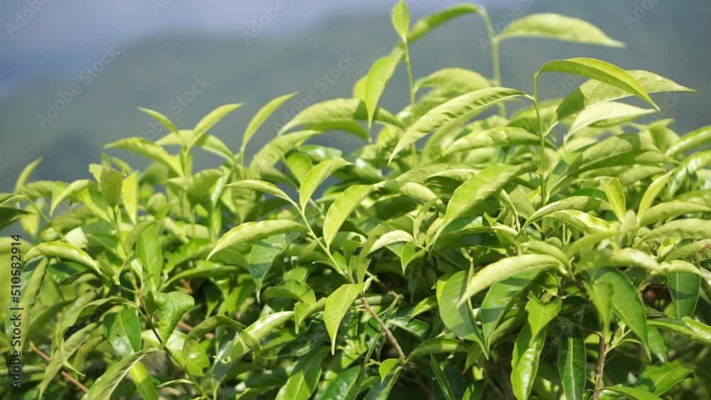 Green tea leaves blowing in the wind in the tea plantation Green tea leaves blowing in the wind in the tea plantation