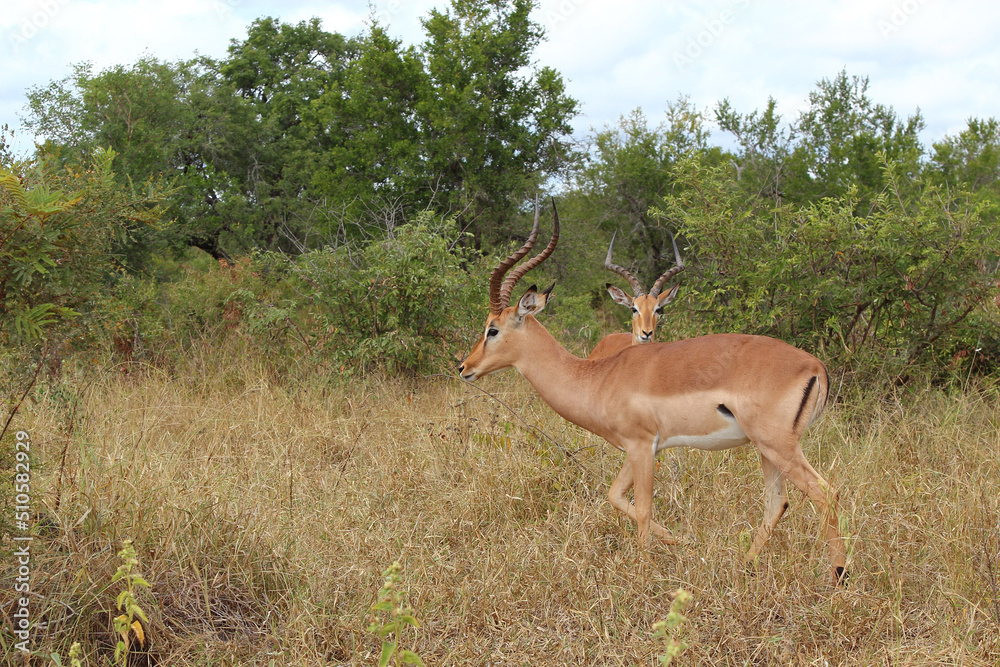 Fototapeta premium Schwarzfersenantilope / Impala / Aepyceros melampus