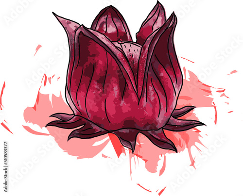 Abstract of Hibiscus sabdariffa or roselle fruits on white background with color spread.