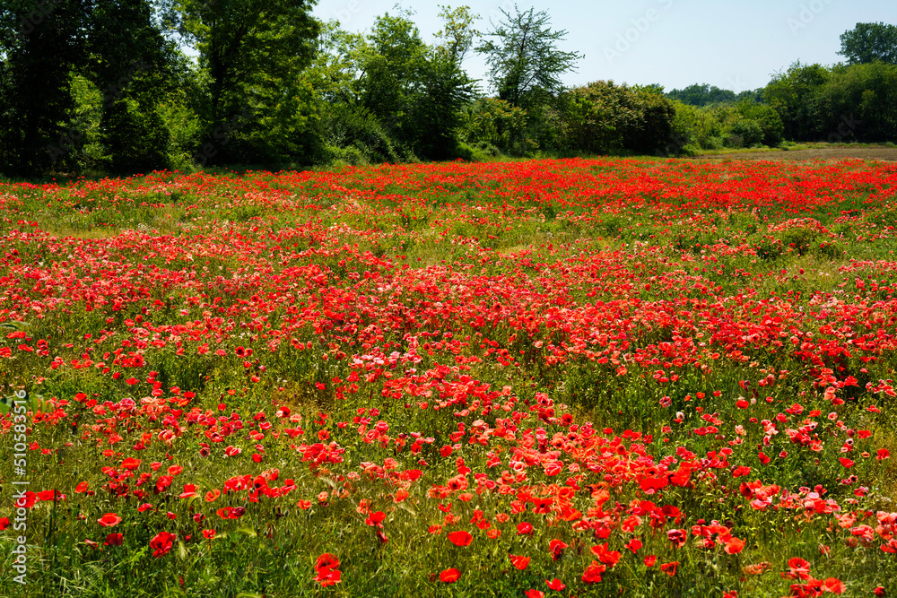 Field of poppies near Galliate, Novara