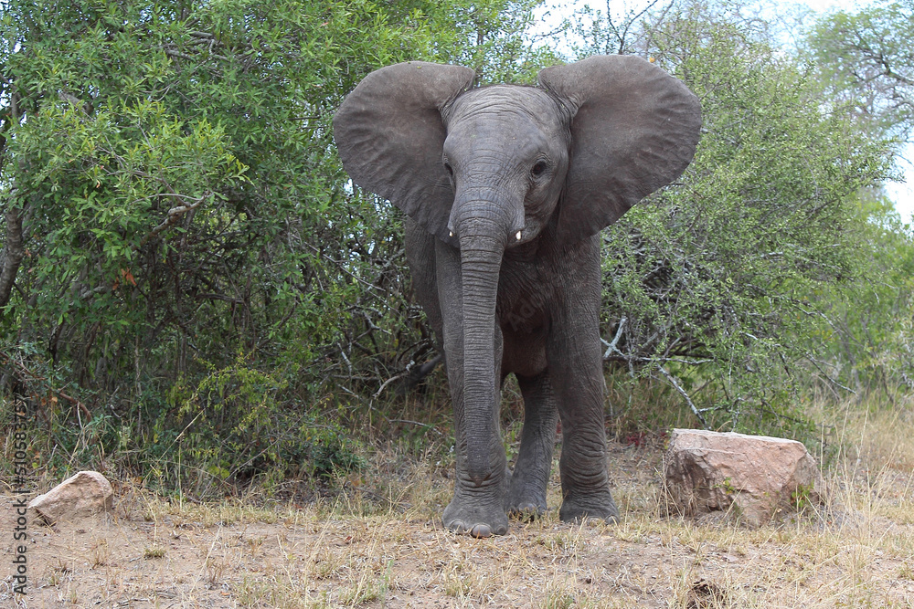 Fototapeta premium Afrikanischer Elefant / African elephant / Loxodonta africana