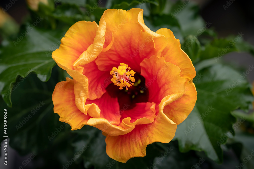 Hibiscus Apollo 4, a hybrid orange and red flowered tropical hibiscus plant Hibiscus Apollo 4, a hybrid orange and red flowered tropical hibiscus plant