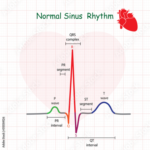 Electrocardiogram show normal heart beat line (Sinus rhythm). ECG. EKG. Vital sign. Medical healthcare symbol.