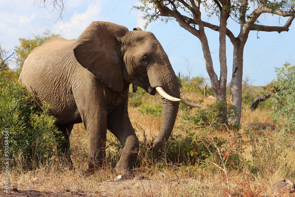 Obraz premium Afrikanischer Elefant / African elephant / Loxodonta africana