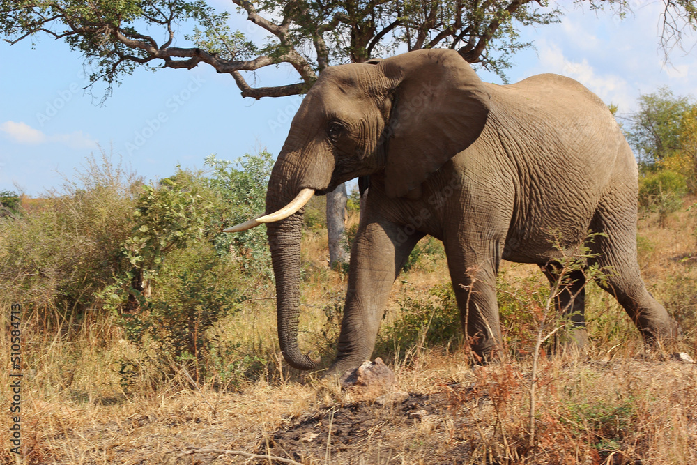Fototapeta premium Afrikanischer Elefant / African elephant / Loxodonta africana