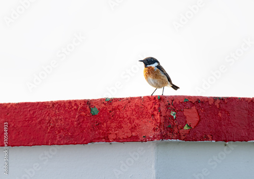 Male Stonechat sitting on a red and white gatepost on the Loophead Peninsular, County Clare, Ireland photo