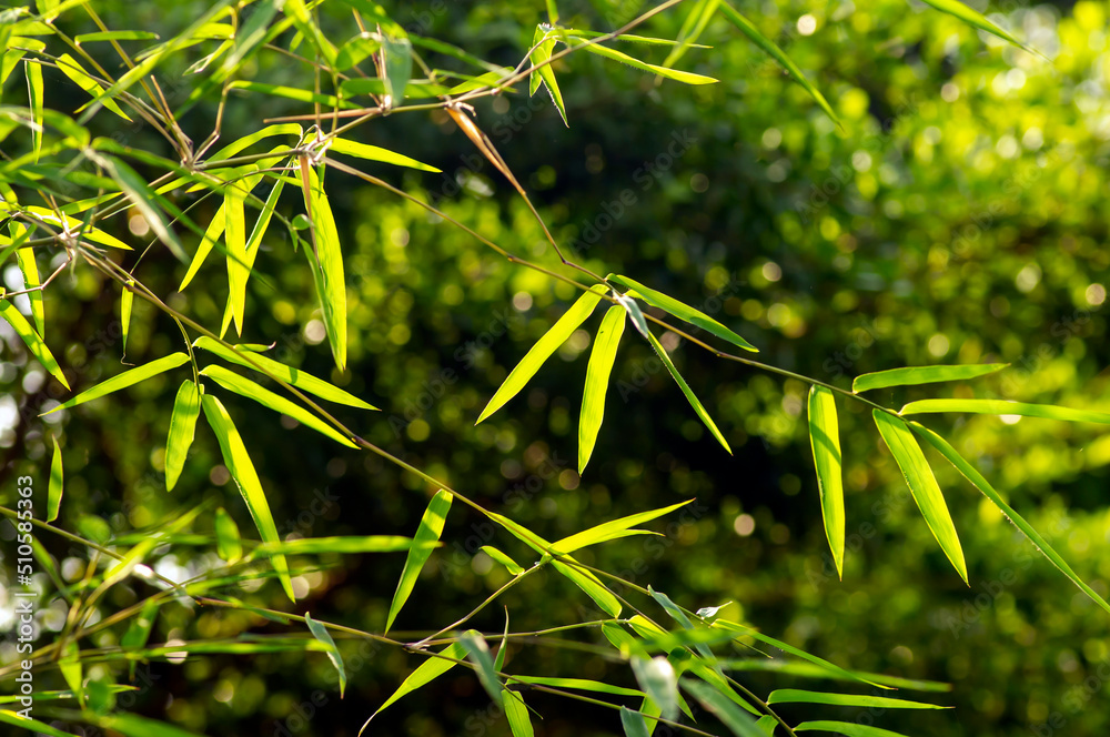 Bamboo green leaves, shallow focus, after raining for natural computer background and wallpaper Bamboo green leaves, shallow focus, after raining for natural computer background and wallpaper