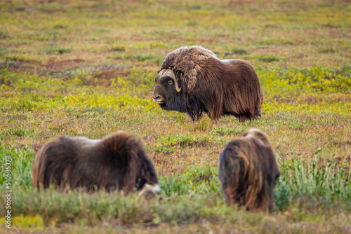 Group of Musk Oxen (Ovibos moschatos) on the tundra of the North Slope in Alaska in autumn  photo