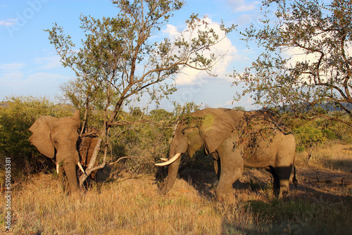 Afrikanischer Elefant   African elephant   Loxodonta africana