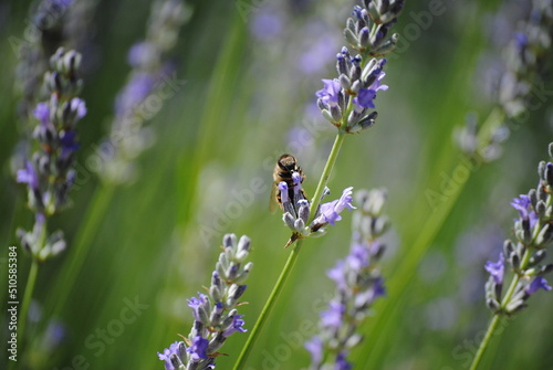 Fototapeta Naklejka Na Ścianę i Meble -  abeja en su habitat natural