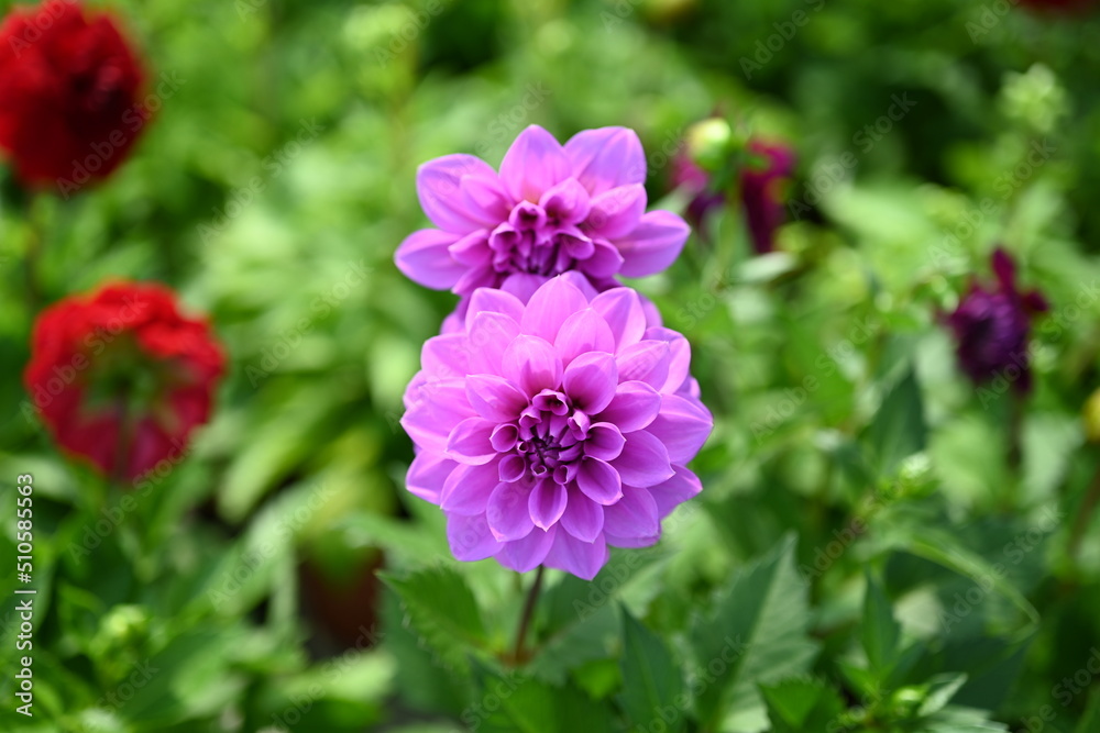 Pink Dahlia flowers close-up overhead photo. Dicotyledonous plants. Beautiful red dahlia flower. Pink Dahlia flowers close-up overhead photo. Dicotyledonous plants. Beautiful red dahlia flower.