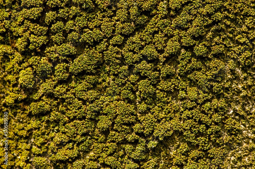 Green moss on the old wood surface in shallow focus. Computer background