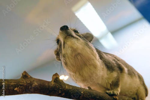 Bush hyrax. Animal on branch. Bruce's hyrax is a mammal of the order of hyraxes. Bottom up close up view. photo