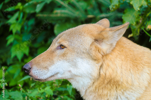 Common eurasian wolf head. Side view. Canis lupus familiaris.
