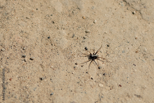 Black spider with long brown legs on the road on a sunny day