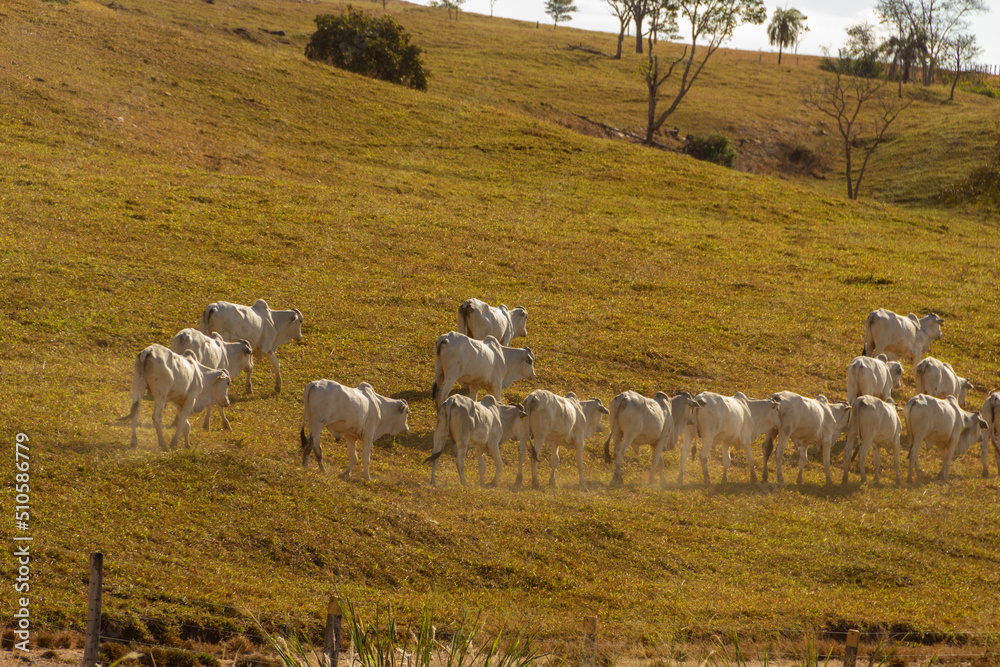 Fototapeta premium Uma fila de gado pastando em paisagem da GO-156 em Goiás.