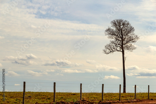 Uma árvore seca, sem folhas, atrás de uma cerca e o céu nublado ao fundo. Uma paisagem minimalista do interior goiano. Rodovia GO-156. photo