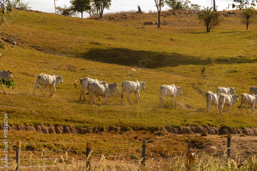 Uma fila de gado pastando em paisagem da GO-156 em Goiás. photo