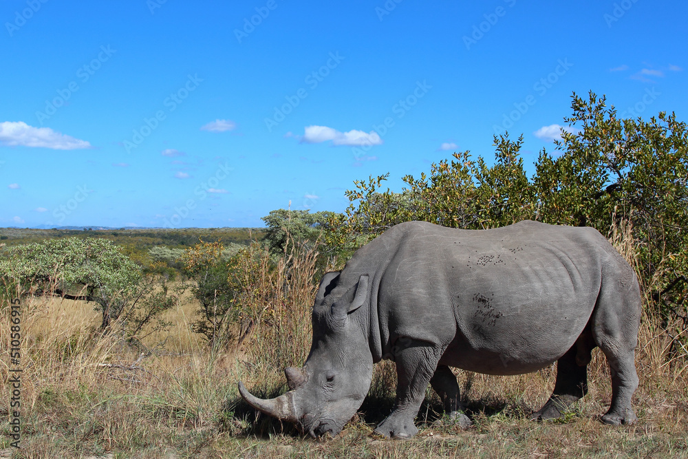 Fototapeta premium Breitmaulnashorn / Square-lipped rhinoceros / Ceratotherium simum
