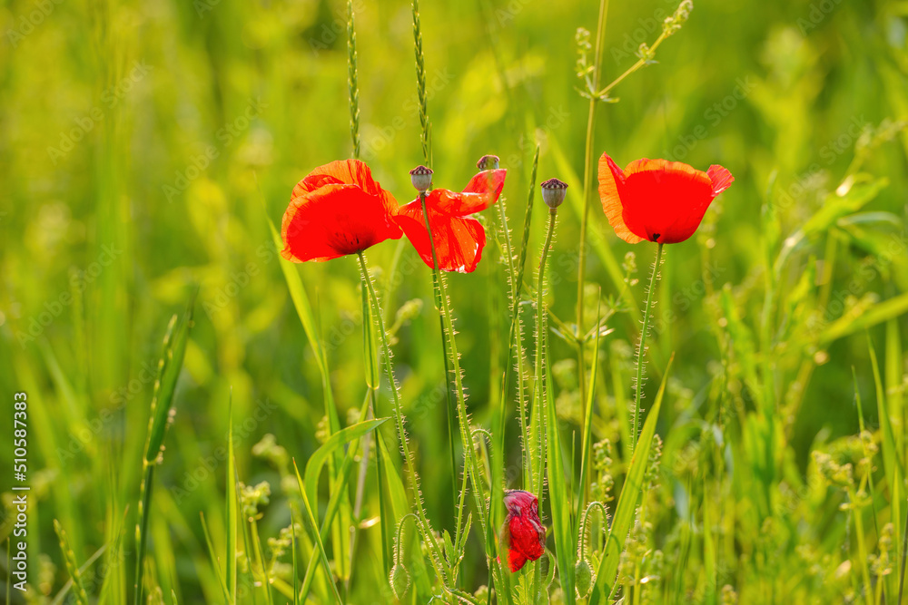 Obraz premium Scarlet poppies in the meadow among the green grass