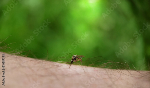 During the daytime, a mosquito drinks blood on a person's skin