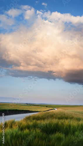 ears of rye in the field, close up, and evening sky with clouds