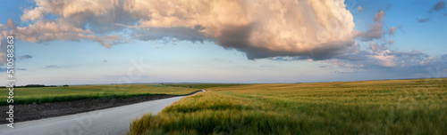 panoramic view of road in rye field, beautiful summer evening light, sky and ...