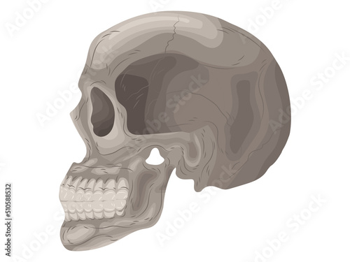 element calcium doctor therapy body science cartoon anatomy surgery biology bone skull skeleton flat
