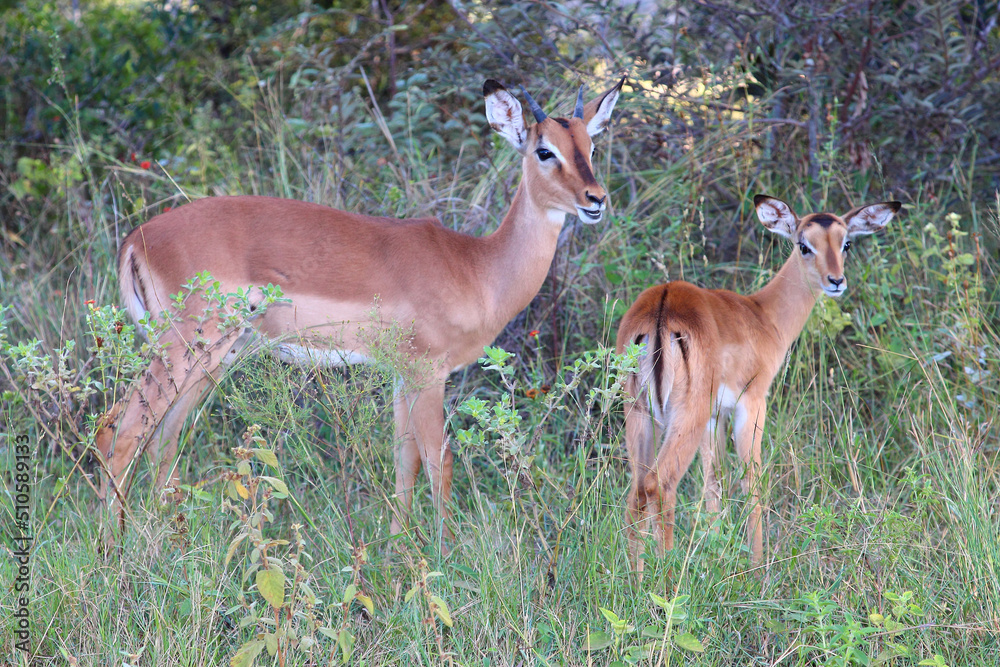 Schwarzfersenantilope / Impala / Aepyceros melampus. Schwarzfersenantilope / Impala / Aepyceros melampus.