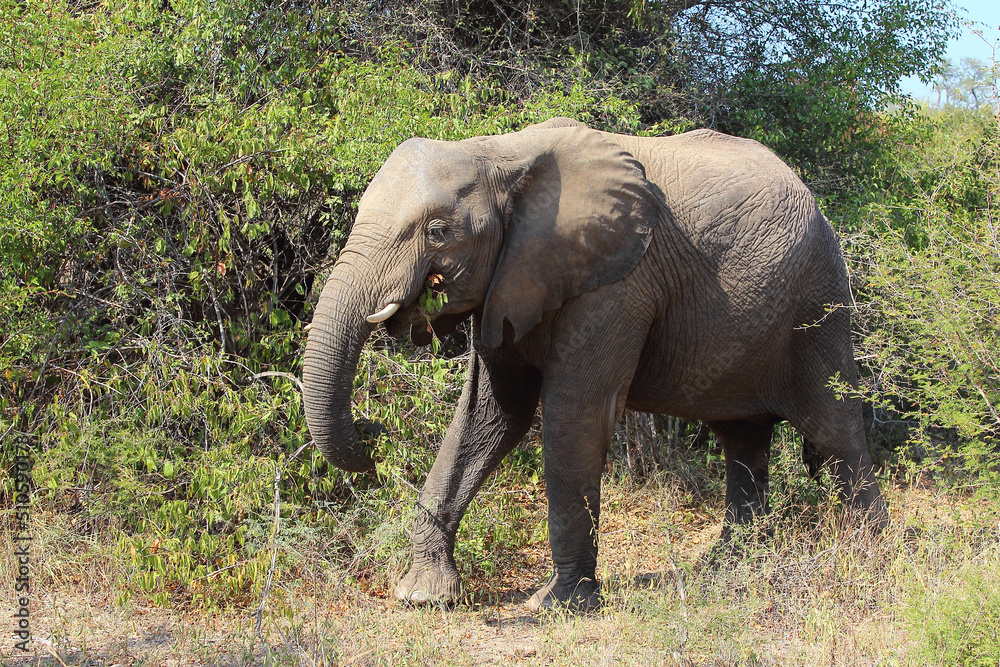 Afrikanischer Elefant / African elephant / Loxodonta africana Afrikanischer Elefant / African elephant / Loxodonta africana