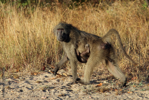 Bärenpavian / Chacma baboon / Papio ursinus
