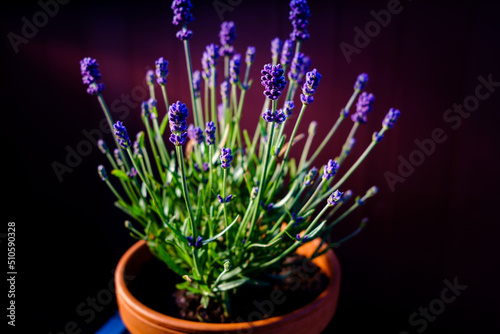 close up of lavender flowers