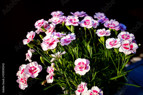 pink flowers