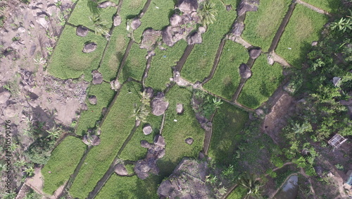 rice fields in the ciletuh geopark area photo