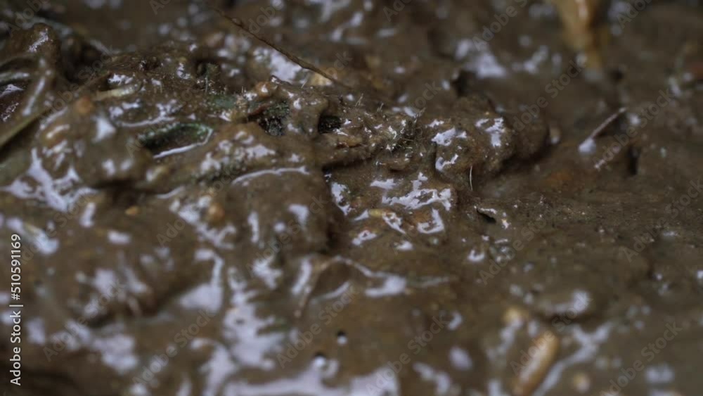 Maggots on a gross carrion flesh help to get rid of rotting animal Maggots on a gross carrion flesh help to get rid of rotting animal