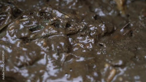 Maggots on a gross carrion flesh help to get rid of rotting animal photo