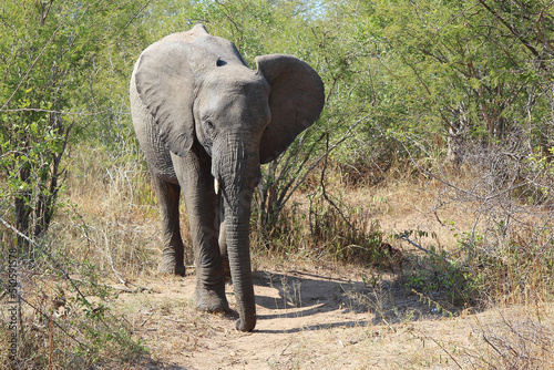 Afrikanischer Elefant   African elephant   Loxodonta africana