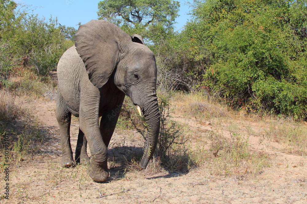 Fototapeta premium Afrikanischer Elefant / African elephant / Loxodonta africana